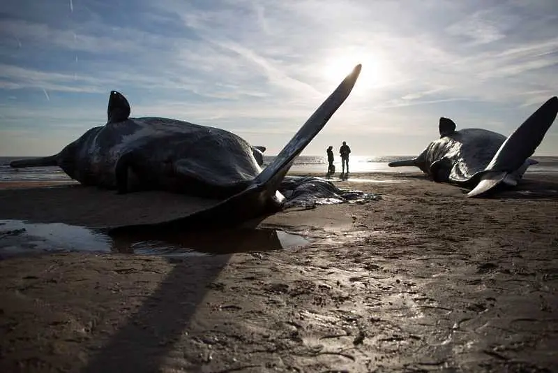 Масово самоубийство на 400 кита край бреговете на Нова Зеландия 