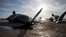 Масово самоубийство на 400 кита край бреговете на Нова Зеландия 