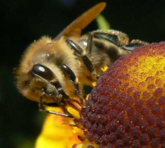 Миниатюрни дронове ще отменят пчелите в опрашването