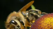 Миниатюрни дронове ще отменят пчелите в опрашването