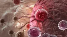 Учени: Хибернацията може да помогне борбата с рака