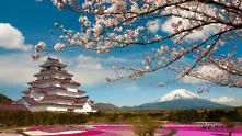 20 магични снимки, посветени на омайните цветове на сакура
