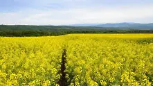 Намалява конкурентоспособността на българския агробизнес