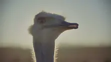 „Щраусът“ - една страхотна нова реклама на Samsung (видео)
