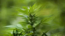 Аржентина легализира марихуаната за медицински цели