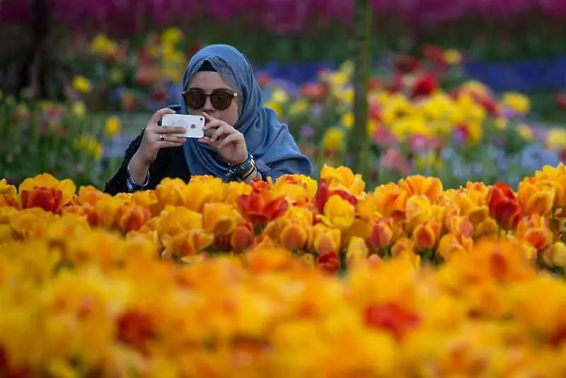 Фестивал на лалетата заля Истанбул в цветове