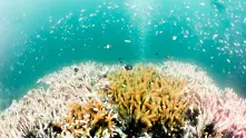 Климатичните промени увредиха 2/3 от Големия бариерен риф 