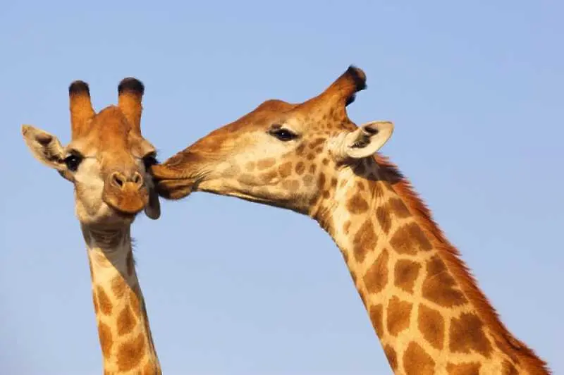 25 снимки на целуващи се животни