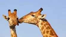 25 снимки на целуващи се животни