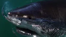 Рибар улови акула-гигант край бреговете на Ирландия