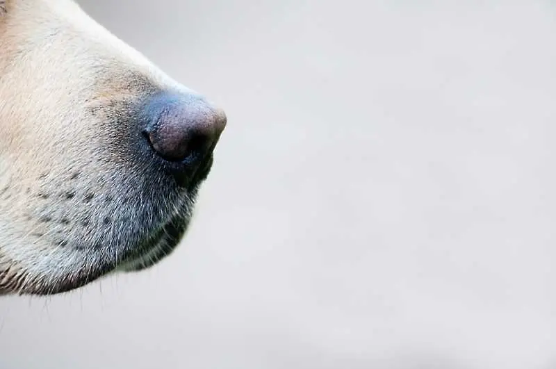 Знаете ли, че: Хората надушват някои миризми по-добре от кучетата