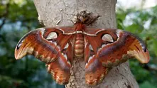 10 от най-уникалните и красиви пеперуди