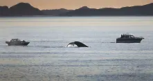 Защо китовете са толкова големи