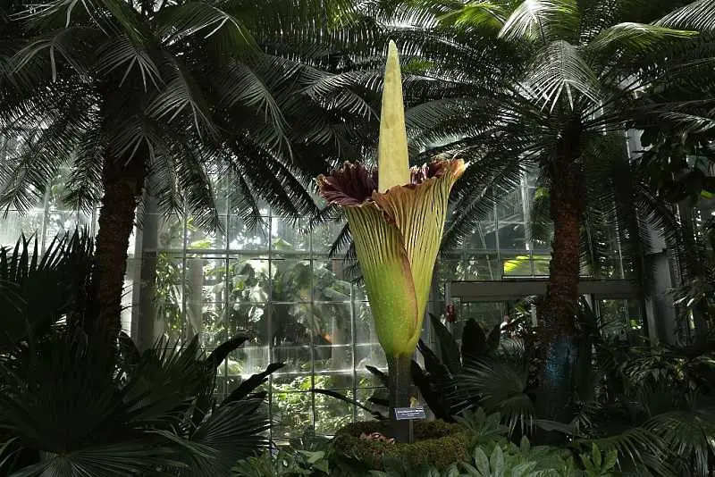 Две редки гигантски цветя цъфнаха едновременно в ботаническа градина в Чикаго