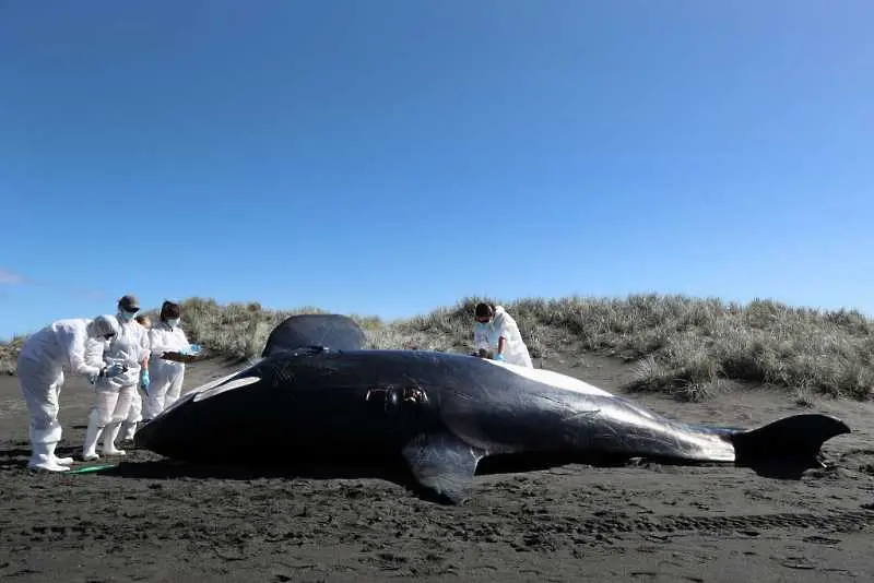 Три кита са се самоубили на бреговете на Източна Англия