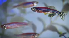 Риби подсказват как може да се лекува дископатията 
