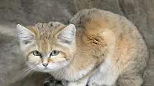 12 уникални диви котки