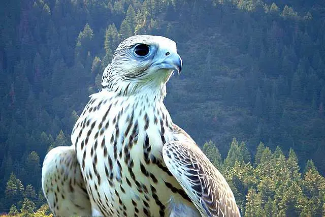 Швейцарец бе осъден за кражба на пера от редки птици
