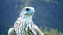 Швейцарец бе осъден за кражба на пера от редки птици
