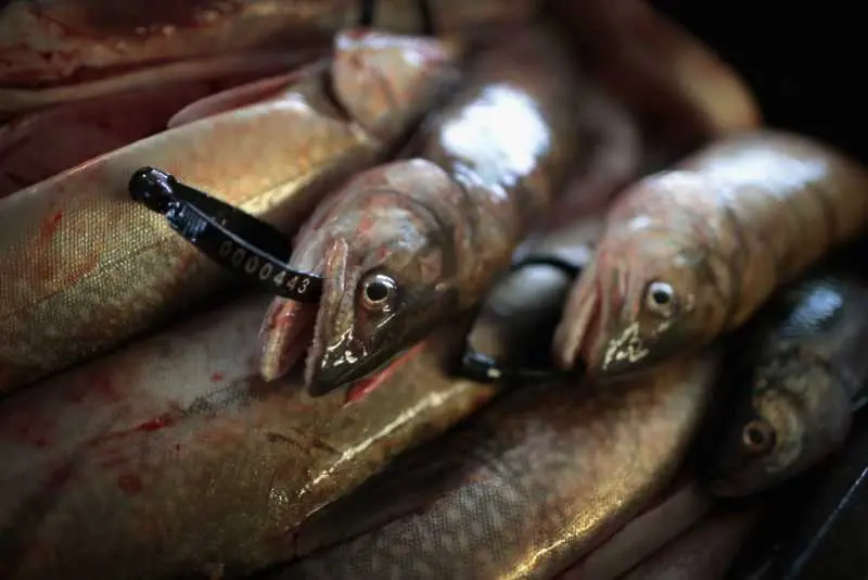 Химикалите от канализацията превръщат рибите от самци в самки