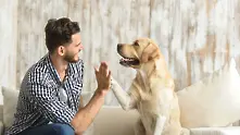 Британско проучване: С куче животът е по-щастлив