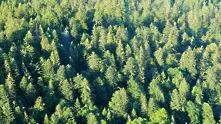Иглолистните гори в България изчезват