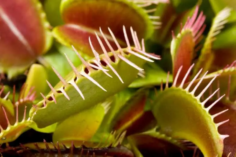 11 отровни растения, които е по-добре да не доближавате