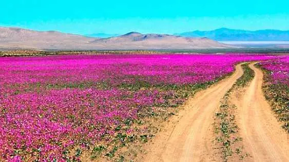 Най-сухата пустиня на Земята разцъфна