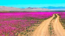 Най-сухата пустиня на Земята разцъфна