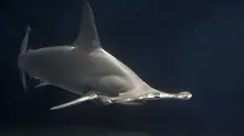 Китайски кораб е арестуван с близо 7000 редки акули