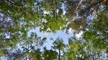 Общината оглежда Борисовата градина за опасни дървета