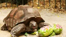 Гигантска костенурка-беглец бе открита след 2 седмици тревоги