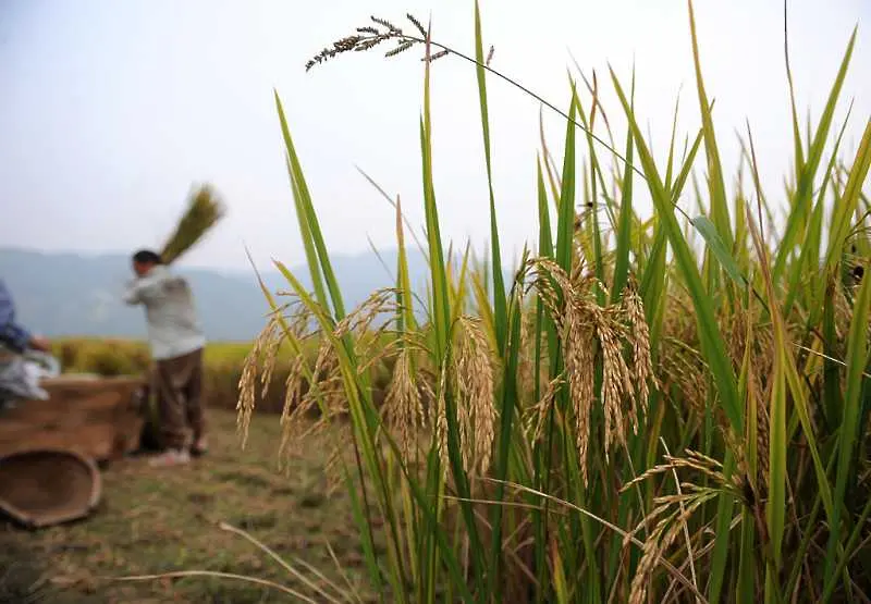 Глобалното затопляне ще намали добива на ориз, жито и царевица
