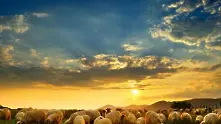 Родопското овче мляко е лечебно и предпазва от рак