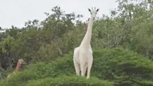 Откриха бели жирафи (видео)
