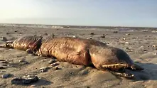 Мистериозно чудовище изхвърли морето край Тексас
