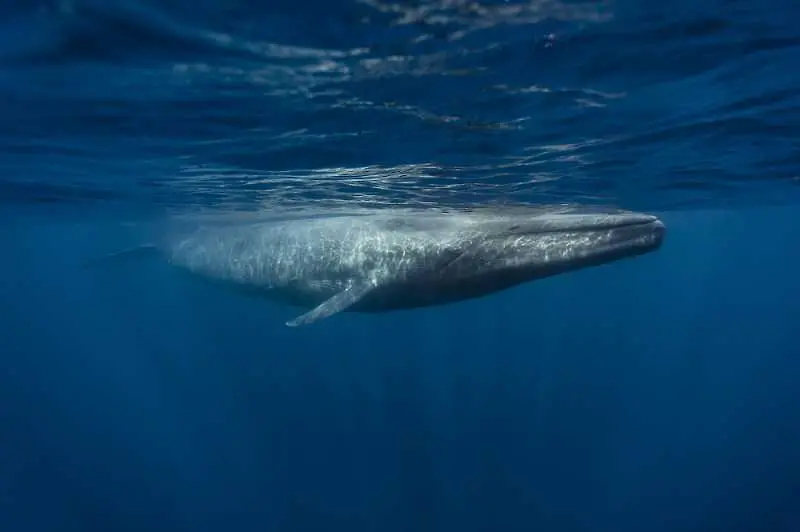 Играта Син кит създаде паника в Индия