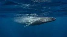 Играта Син кит създаде паника в Индия