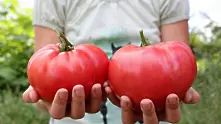 Фестивал на розовия домат за първи път в София