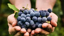 ЕС се готви за най-слабата реколта от грозде от близо 40 години
