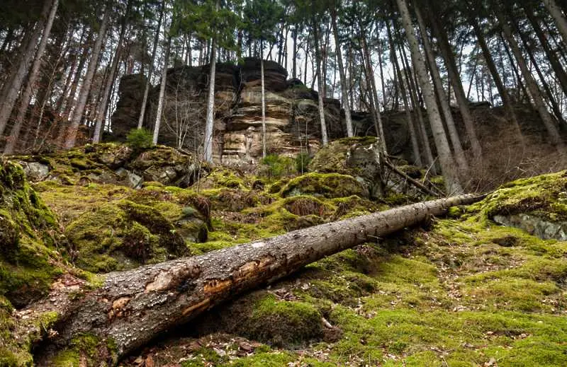 Престъпленията срещу природата застрашават последните вековни гори в Източна Европа