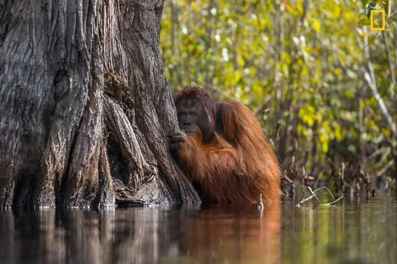 National Geographic обяви победителите в конкурса Фотограф на годината