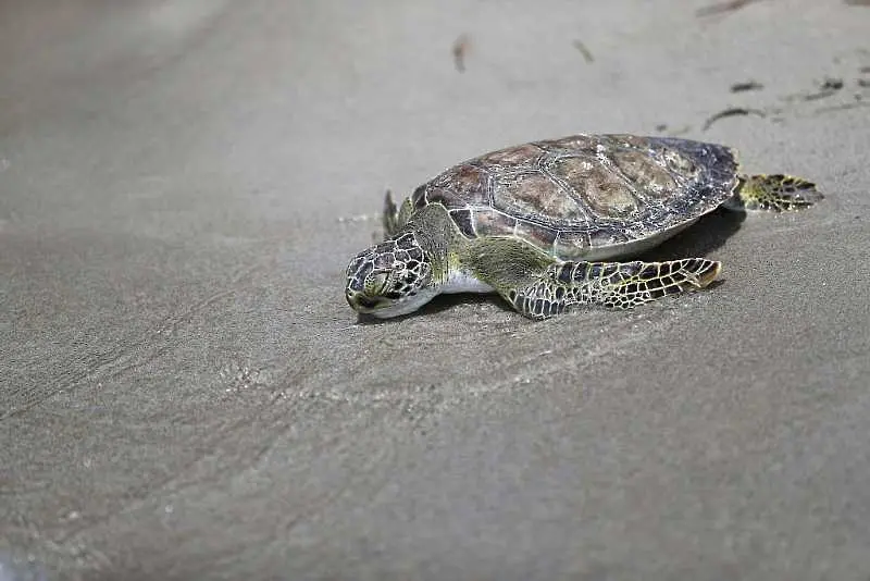 Глобалното затопляне: мъжките костенурки в Австралия изчезват