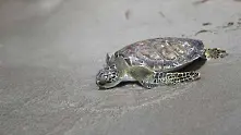 Глобалното затопляне: мъжките костенурки в Австралия изчезват