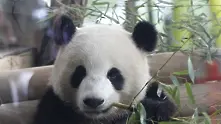 Защо пандата Мън Мън ходи назад (Видео)