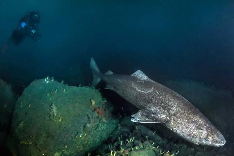Заснеха загадъчните гренландски акули