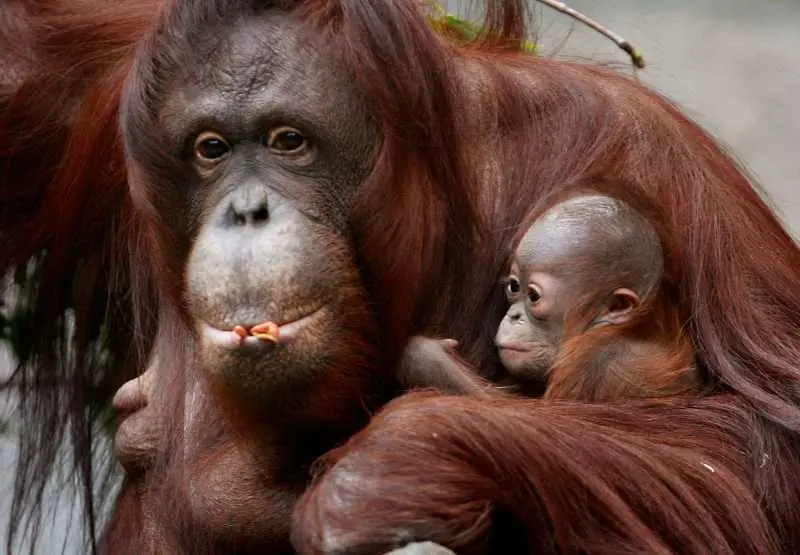 100 000 орангутана убити в Борнео за 16 години