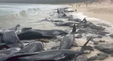 Откриха около 150 кита на австралийски плаж