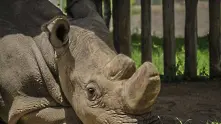 Светът згуби последния си мъжки северен бял носорог