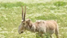 Някои от най-странните животни на планетата